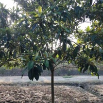枇杷树苗圃常年供应地径2-12公分枇杷树，量大从优。