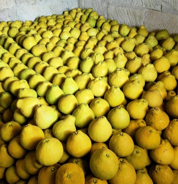 [柚子批发]真龙柚,价格2.60元/斤 - 一亩田