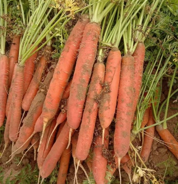 陕西省大荔县渭南市大荔县沙地红萝卜自产自销品质有保证