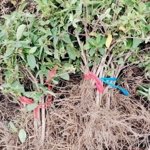 金银花苗/规格齐全/视频看货/诚信经营，欢迎老板来订购