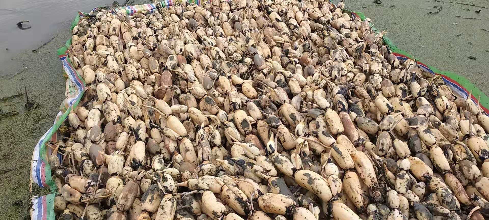 图片展示云南高原种植的黑玛卡植株及其根茎的高清特写,背景为云雾缭绕的高山种植区 黑玛卡植株与根茎特写