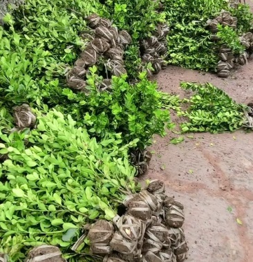 [黄杨批发]大叶黄杨毛球价格1.25元/棵 - 一亩田