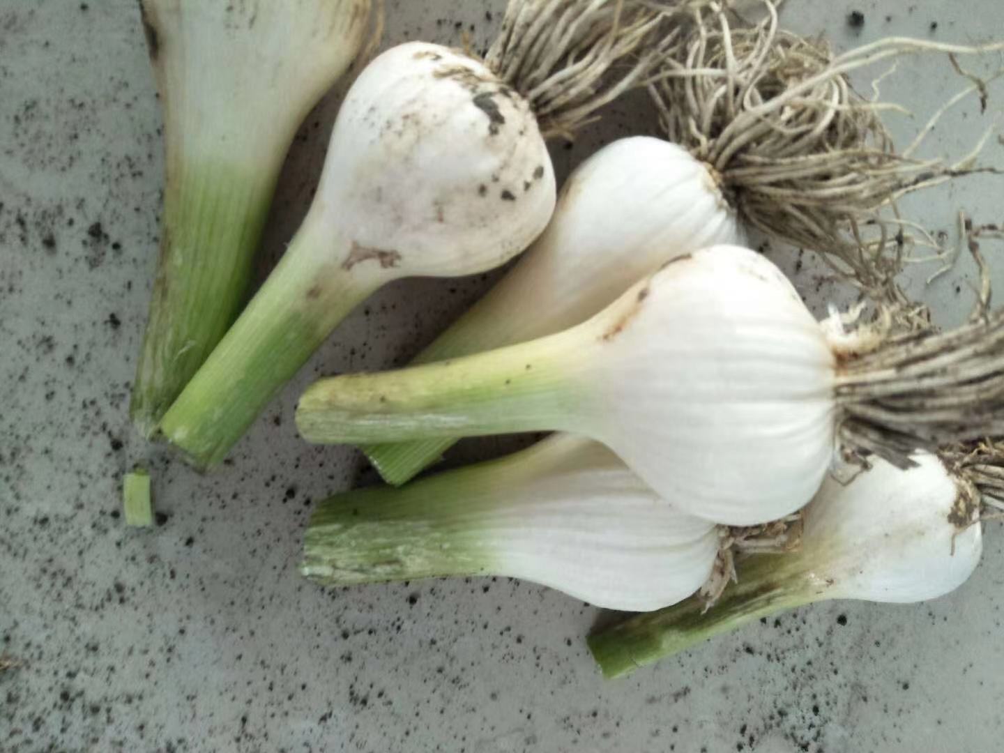 白皮蒜蒜苔特写与蒜头对比图