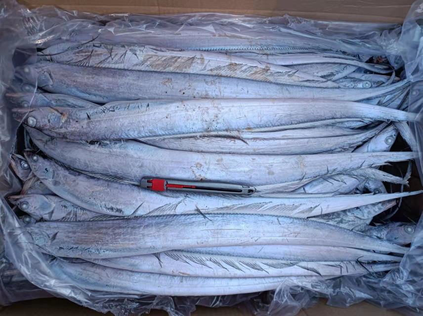 带鱼整体图,展示其银白色体表和绿色眼睛 带鱼整体图,展示其银白色体表和绿色眼睛