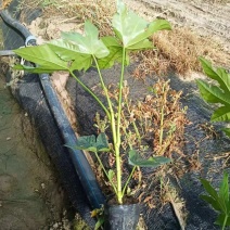 八角金盘30公分40公分八角金盘杯苗观叶植物