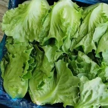 河南安阳精品生菜意大利生菜产地直发价优一件代发欢迎咨询