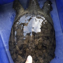 [牛]外塘冷水黑花黄花甲鱼花鳖精品挑选白底黑底