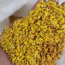2025年金桂花新货桂花干微波金桂花
