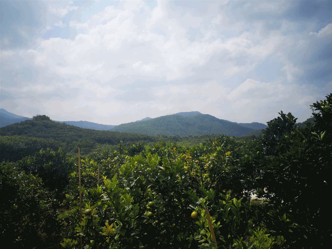 一片延绵起伏的山坡上,整齐排列的红心脐橙果树郁郁葱葱,树上挂满金黄色带红晕的成熟果实。阳光洒落,果园道路蜿蜒其间,远处有果农正在采摘,背景是蓝天白云与青山环绕,展现现代化生态果园风貌 红心脐橙果园航拍图