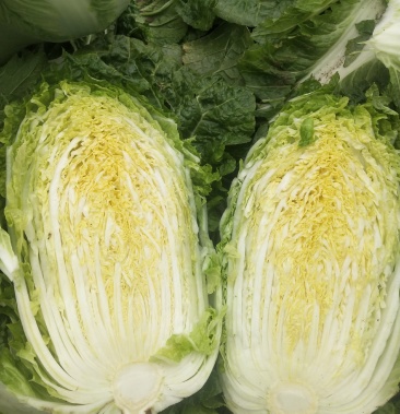 黄心大白菜大量供应产地直供有秋黄秋宝玲珑黄