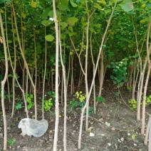 江苏沭阳精品乌桕树乌桕产地直发货量充足量大从优