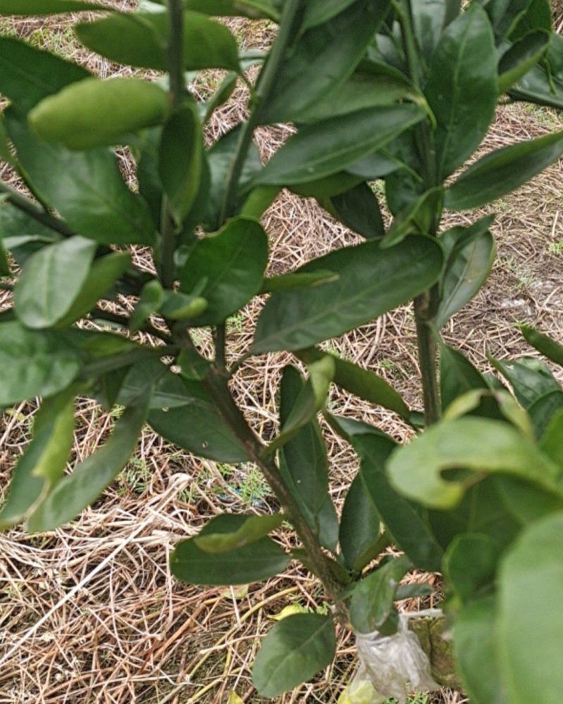 柑橘特早熟品种丰福早生国内最早的特早熟柑桔