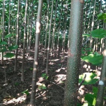泡桐，9501/9502，四倍体泡桐，紫花泡桐，泡桐根桩