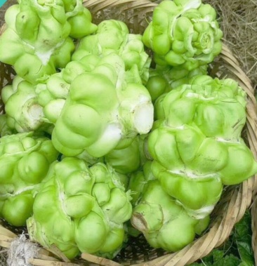 青菜头涪陵榨菜菜头新鲜蔬菜菜头