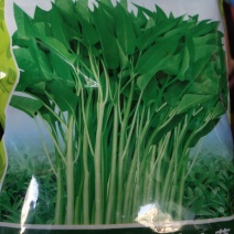 泰国空心菜种子，经农技人员多年精心选育而成的空心菜新品种