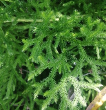 野生山货铁皮石斛狮子草虎杖野茶和各种农产品