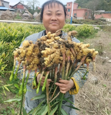 二黄姜图片