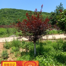 红叶碧桃，满天红碧桃