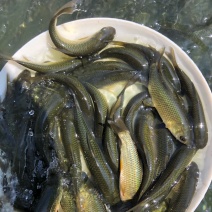 大小规格鲩鱼苗草鱼苗淡水鱼苗四大家鱼