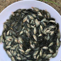 海南一号罗非鱼苗脆肉罗非鱼快大非洲鲫