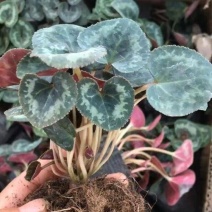 新品仙客来盆栽带花发货好养室内花卉四季花阳台室内盆栽观花