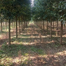 大叶女贞。长年大量供应1一20公分精品大叶女贞。
