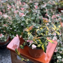 花叶络石盆栽吊兰彩叶黄金植物满天星阳台庭院藤蔓攀爬绿植花