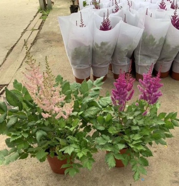 落新妇盆栽带花阳台花园多年生宿根耐阴花卉络新妇