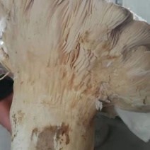 灵芝菇菌包