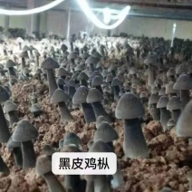 黑皮鸡枞菌包技术指导协助销售