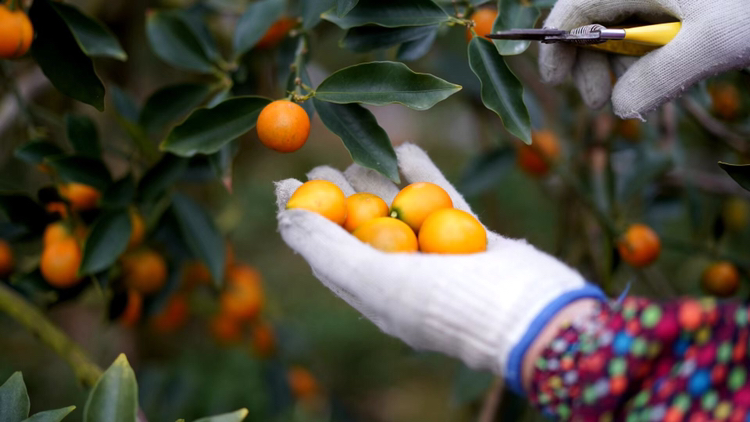 金桔夏季疏果与套袋操作示意图