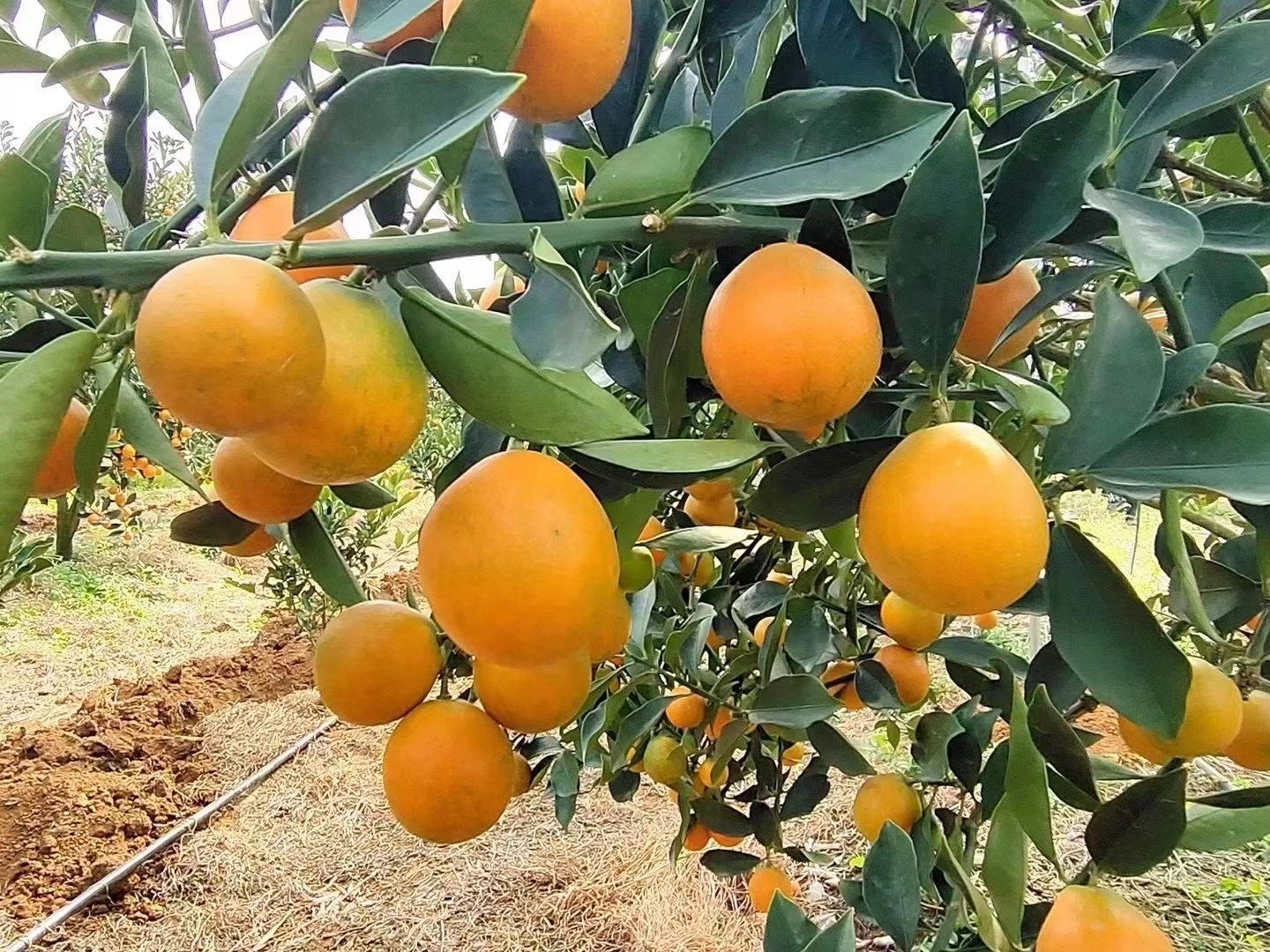 金桔果园丰收场景