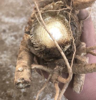 肉独活鲜货2022年鲜货个头大含量高