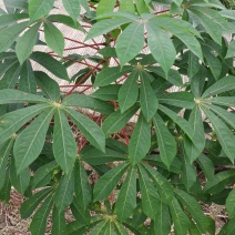 生木薯，新挖的，要煮熟，泡过水才可以吃的！