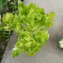 儿菜