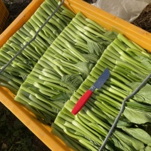 精品菜心甜菜心武汉基地直销价格美丽长年有货供全国各地