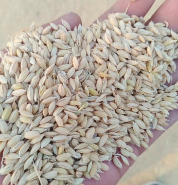 金粳818华粳9号新稻29出米都高在7274只间米色好