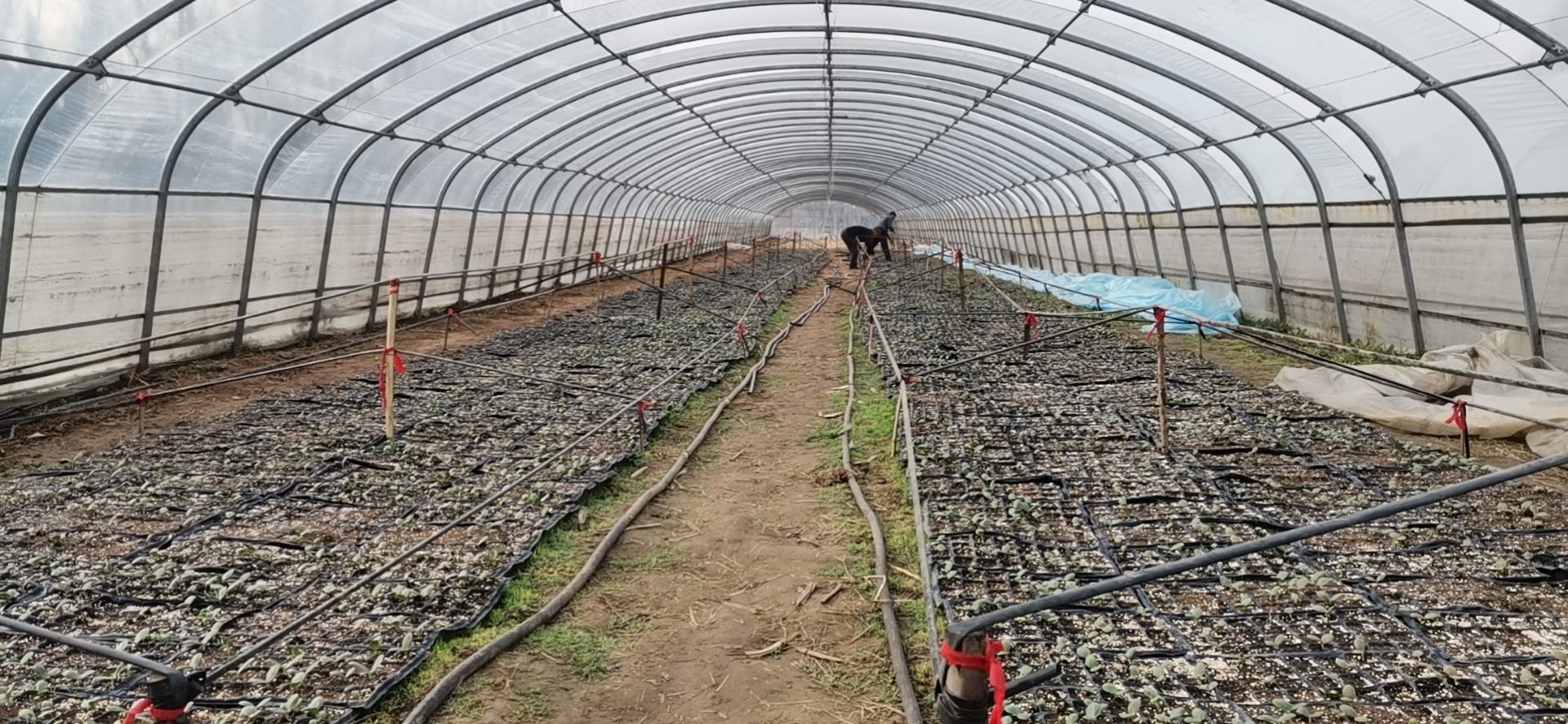 图示农民在田间进行奶油小南瓜定植作业,两人协作,一人打孔,另一人放入带土幼苗;背景为已铺设黑色地膜的整齐畦面,远处可见温室大棚结构 奶油小南瓜定植现场示意图