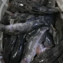 冰鲜笋壳鱼，货源稳定，货量大，规格1～1.5斤，非常新鲜