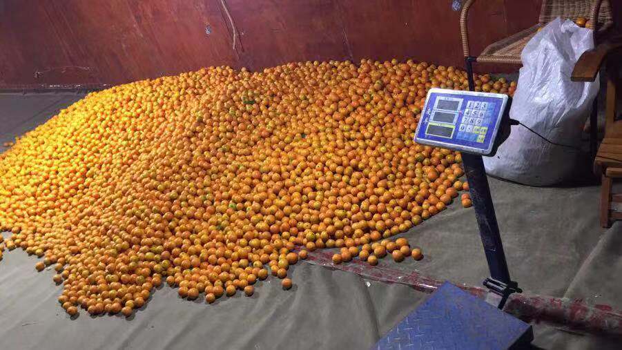 蜜柚称重场景图