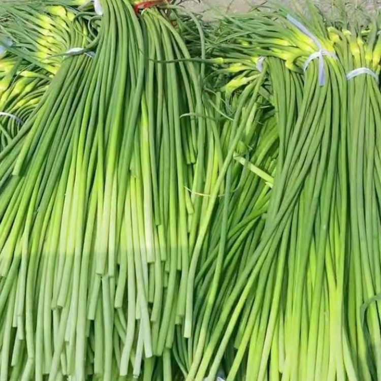 [蒜薹批发]山东省临沂市苍山蒜苔价格6.70元/斤 - 一亩田