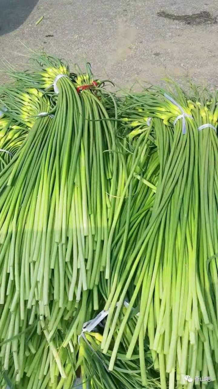 [蒜薹批发]山东省临沂市苍山蒜苔价格6.70元/斤 - 一亩田