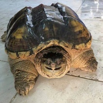 北美鳄龟食用鳄龟鳄鱼龟