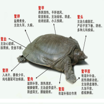 十美堂1斤~3斤甲鱼出售15273657365