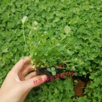 三叶草盆栽幸运草四季常青植物耐热好养熔岩酢浆草盆栽阳台