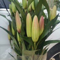 基地百合花，向日葵直销，