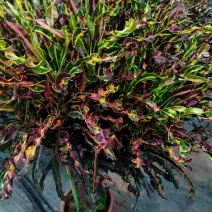 洒金榕变色木盆栽七彩变叶木阳台绿植花卉净化空气盆栽室内外