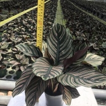 双线竹芋盆栽彩叶紫背竹芋绿化植物室内花卉客厅净化空气
