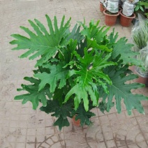 春羽盆栽老桩龙鳞蔓绿绒可水培植物春雨室内观叶绿植