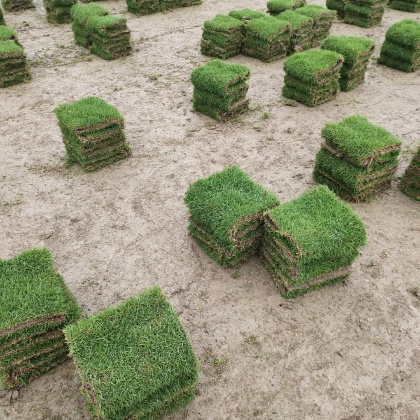 江西九江兰引三号草皮价格行情走势 - 一亩田